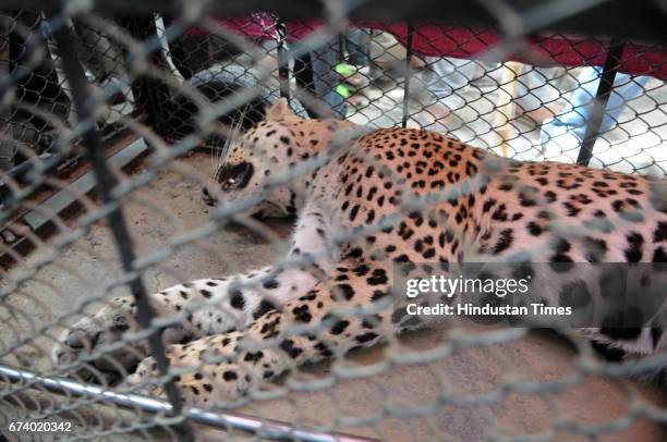 After the five hours drama, a forest officer shot the leopard by tranquilizer gun for unconscious in a house in Durga Colony of Sohna locality, on...