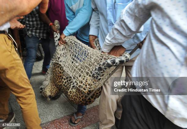 Leopard was caught after five-hour drama at Durga Colony of Sohna locality, on April 27, 2017 some 25 km from Gurgaon, India.