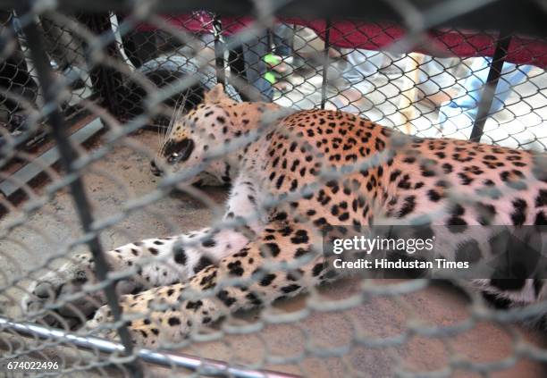 Leopard was caught after five-hour drama at Durga Colony of Sohna locality, on April 27, 2017 some 25 km from Gurgaon, India.