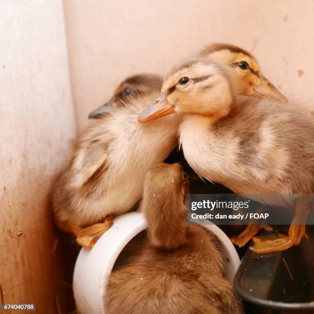 close-up of ducklings - parpar fotografías e imágenes de stock