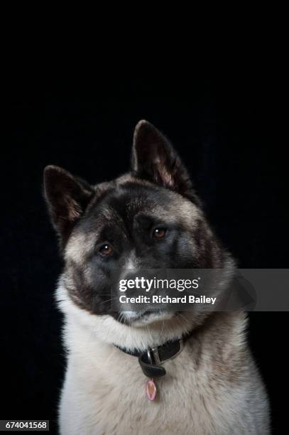portrait of japanese akita over black background - akita inu stock pictures, royalty-free photos & images
