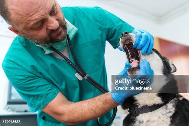 dog at dental examination - veterinary dental equipment stock pictures, royalty-free photos & images