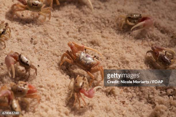 close-up of fiddler crabs on sand - wenkkrab stockfoto's en -beelden