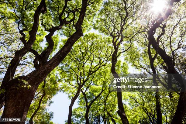 urban canopy, buenos aires, argentina, 2013. - végétation verdoyante 個照片及圖片檔