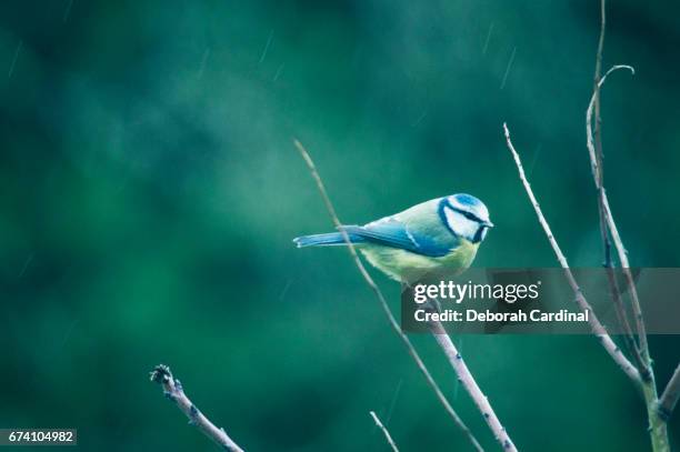 blue tit on a rainy day - blue cardinal bird stock-fotos und bilder