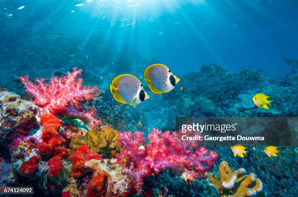 coral reef scenery with tropical fish - indian ocean - fotografias e filmes do acervo