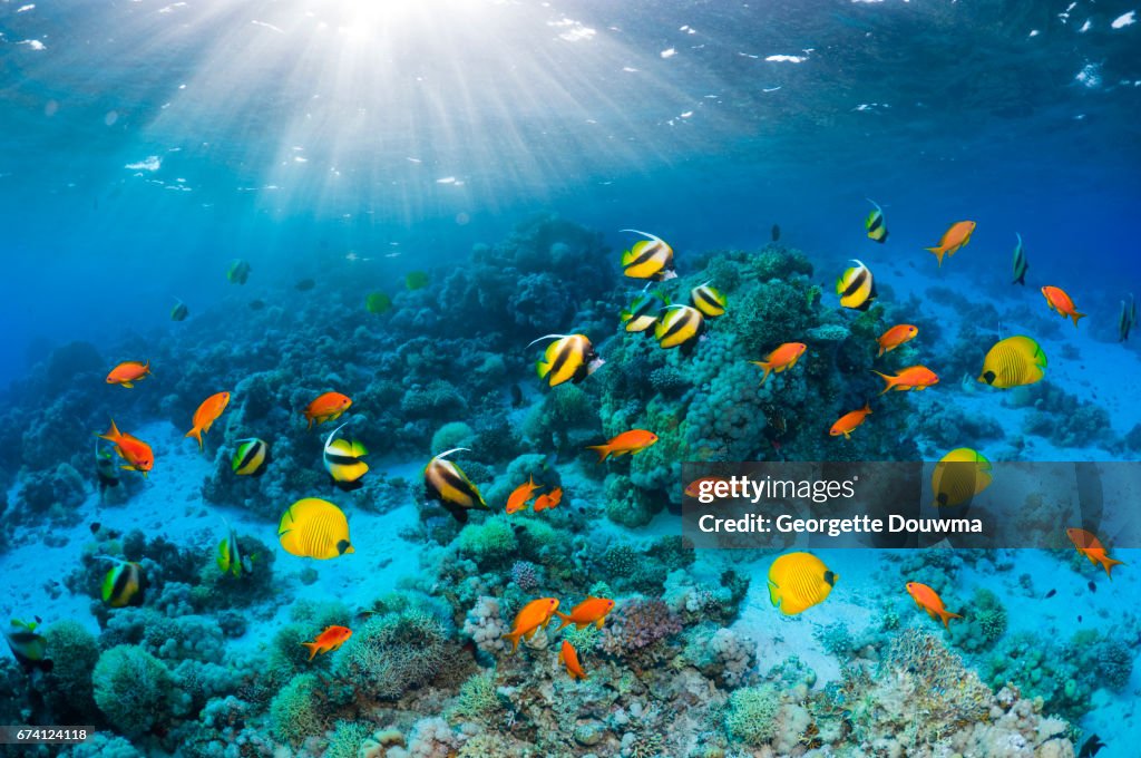 Coral reef scenery with Butterflyfish