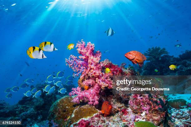 coral reef scenery with tropical fish - coral hind stock pictures, royalty-free photos & images