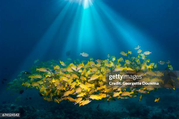 coral reef scenery with sunbeams and snappers. - lutjanus kasmira stock pictures, royalty-free photos & images