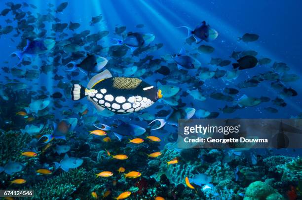 coral reef with tropical fish - clown triggerfish stock pictures, royalty-free photos & images
