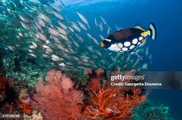 coral reef scenery with tropical fish - triggerfish stockfoto's en -beelden