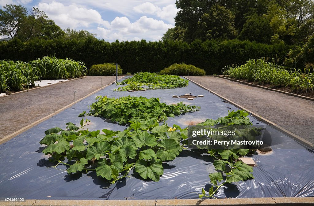 Winter squash (Cucumbita maxima) plants