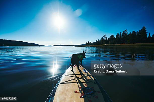 dog riding on paddle board. - big bear lake stockfoto's en -beelden