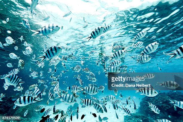 snorkelers discover fish in bora bora - bora bora stock pictures, royalty-free photos & images
