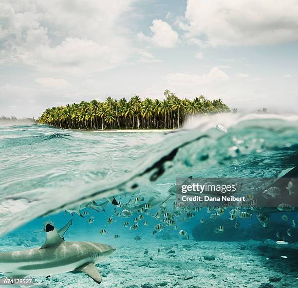 fish and sharks with palm tree island. - polynesia stock pictures, royalty-free photos & images