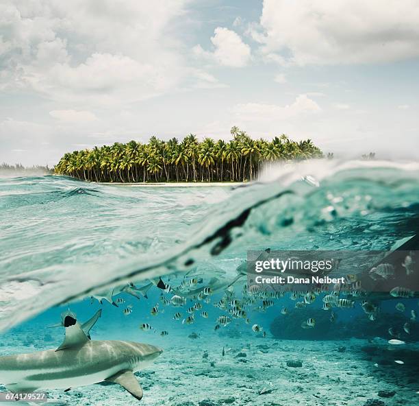 fish and sharks with palm tree island. - bora bora fish stock pictures, royalty-free photos & images