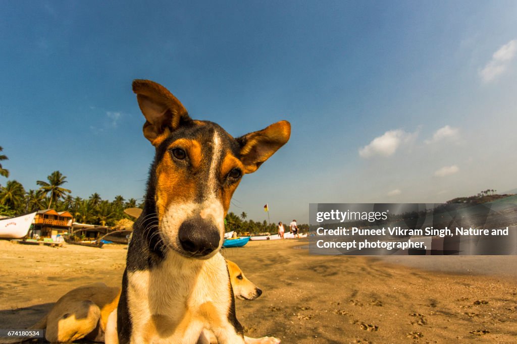 Dog Selfi