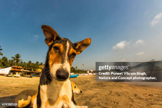 dog selfi - dog selfie asian stock pictures, royalty-free photos & images