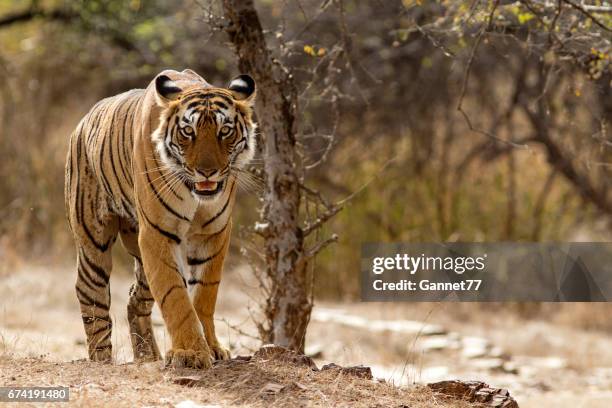 bengaalse tijger in ranthambhore national park in rajasthan, india - a bengal tiger stockfoto's en -beelden