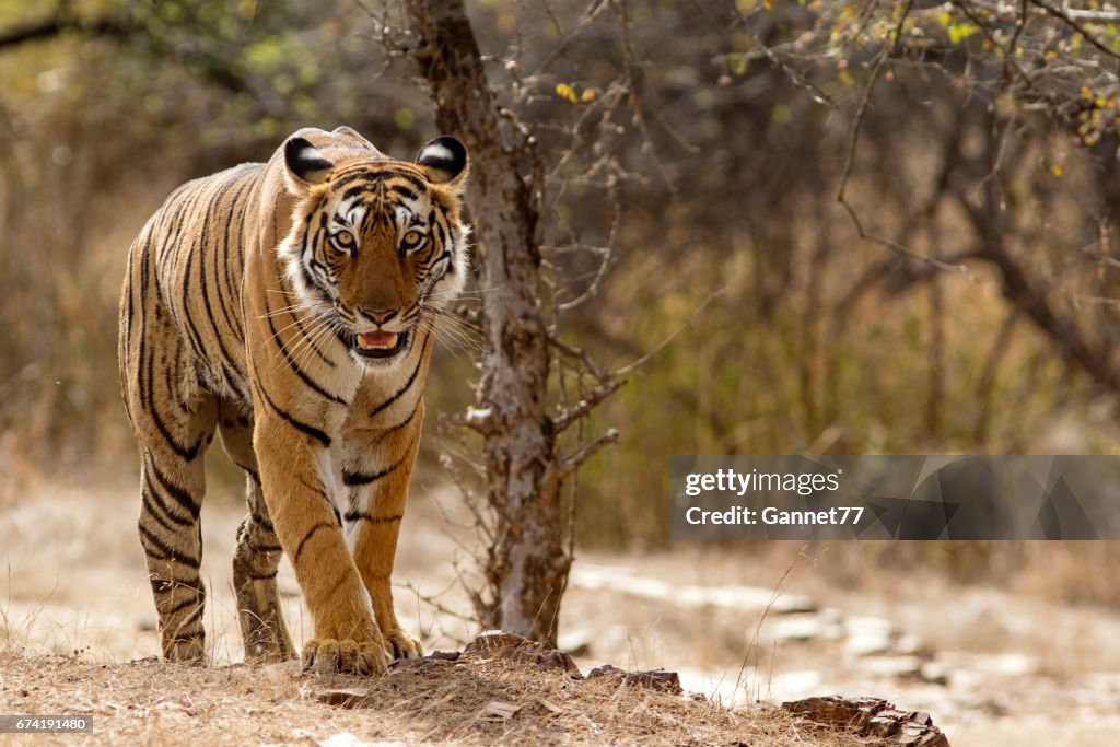 Tigre de bengala no Parque Nacional de Ranthambhore em Rajasthan, Índia