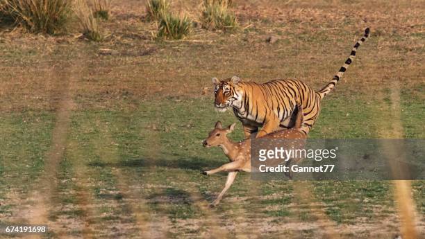 bengaalse tijger in rajasthan, india, een axishert hert jagen. - a bengal tiger stockfoto's en -beelden