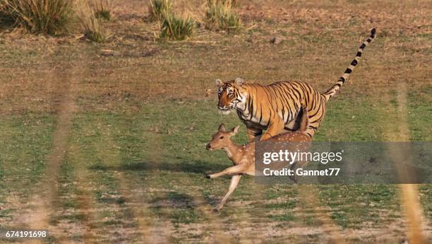 bengal tiger in rajasthan, india, chasing a chital deer. - deer stock pictures, royalty-free photos & images