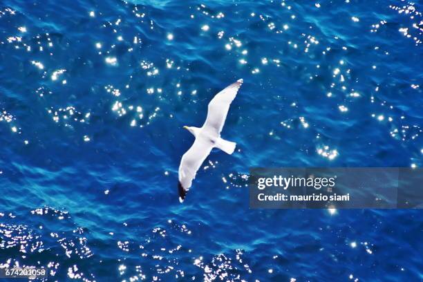 high angle view of seagull flying above sea - bellezza naturale stock-fotos und bilder