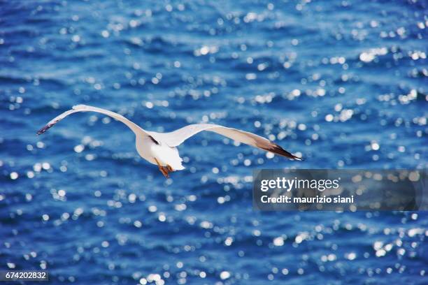 high angle view of seagull flying above sea - parte del corpo animale stock pictures, royalty-free photos & images