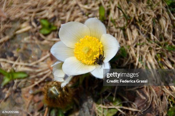 pulsatilla alpina (alpine pasqueflower or alpine anemone) - pulsatilla alpina stock pictures, royalty-free photos & images