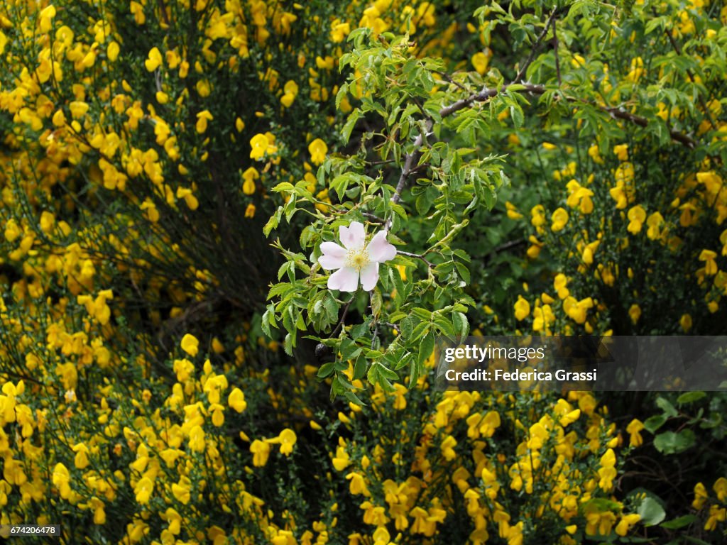 Exceptional Blooming Of Scotch Broom (Cytisus scoparius) In Ticino, Southern Switzerland