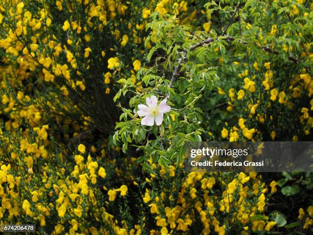 exceptional blooming of scotch broom (cytisus scoparius) in ticino, southern switzerland - scotch broom stockfoto's en -beelden