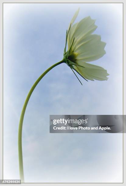 cosmos white - 風 stock pictures, royalty-free photos & images