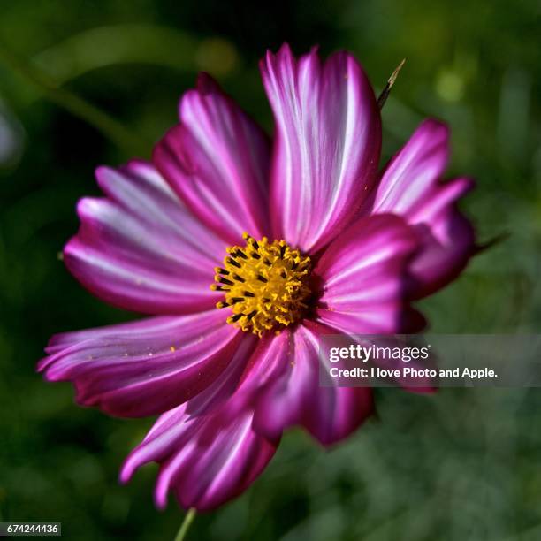 cosmos close - 田畑 stock pictures, royalty-free photos & images