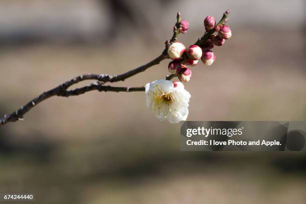 plum blossom - 大阪市 stock-fotos und bilder