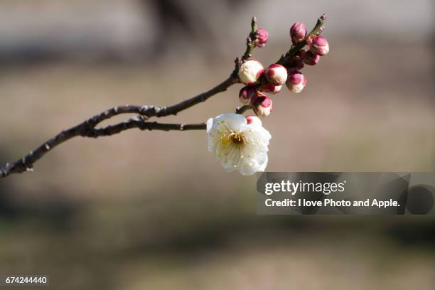 plum blossom - 澄んだ空 stock pictures, royalty-free photos & images