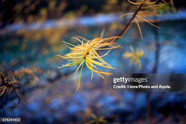 close up of japanese larch in autumn - 枝 stockfoto's en -beelden