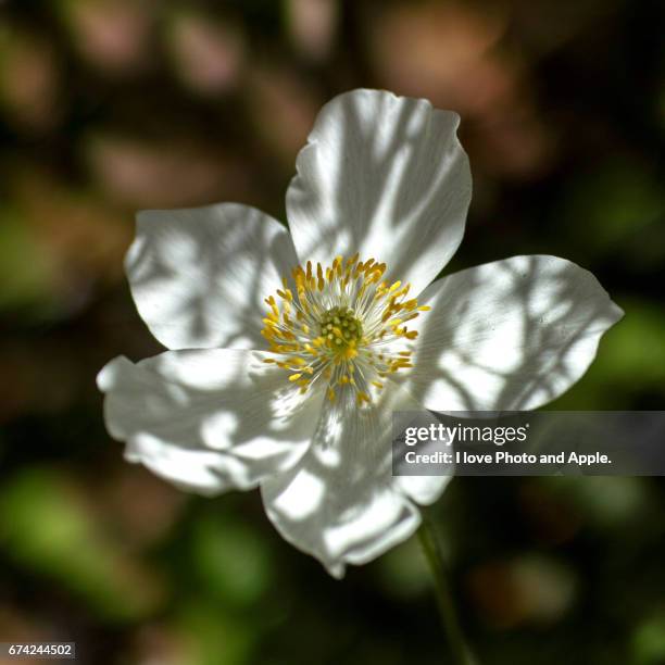 spring flowers - スクエア fotografías e imágenes de stock