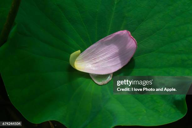 lotus petals - ハス stockfoto's en -beelden