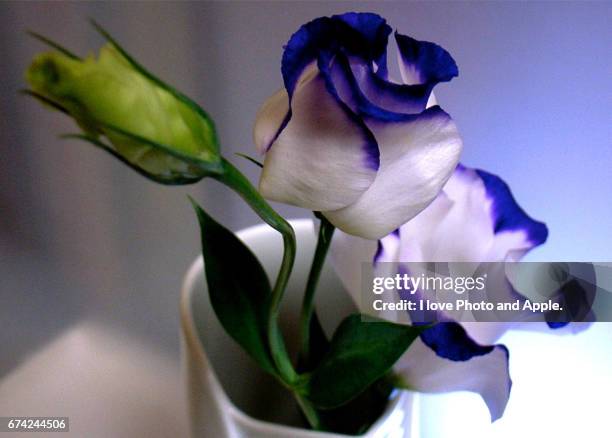 delicate blue - 茎 stock pictures, royalty-free photos & images