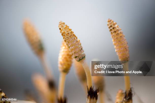 horsetail - 長野県 stock-fotos und bilder