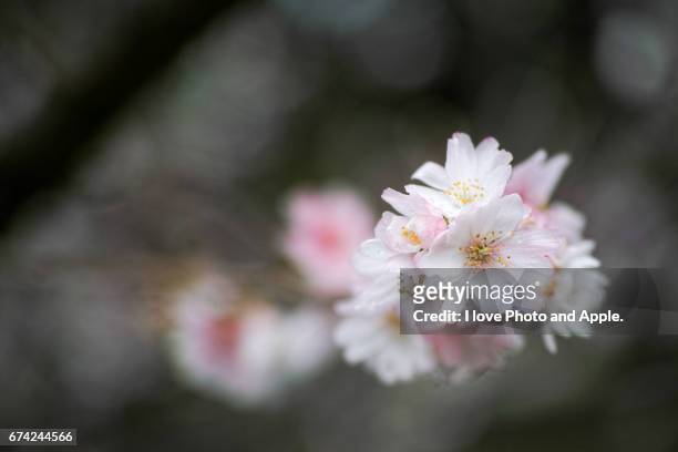 cherry blossoms in autumn - デフォーカス photos et images de collection