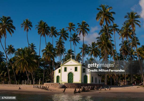 praia dos carneiros - pernambuco - brasil - coqueiro fotografías e imágenes de stock