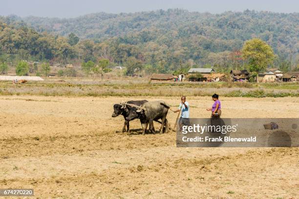 Man is ploughing a field behind two water buffalos, a women behind is sowing seeds near the village Pandavnagar in Chitwan National Park.