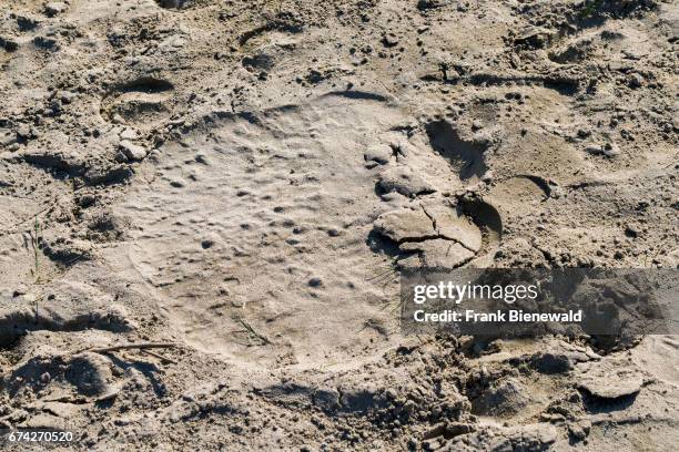 The footprint of a big male wild elephant in Chitwan National Park.