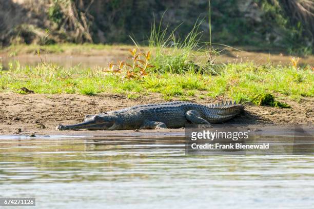 Gharial is lying on the banks of the Rapti River in Chitwan National Park.