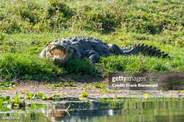 Marsh Mugger Crocodile with open mouth is lying on the banks of the Rapti River in Chitwan National Park.