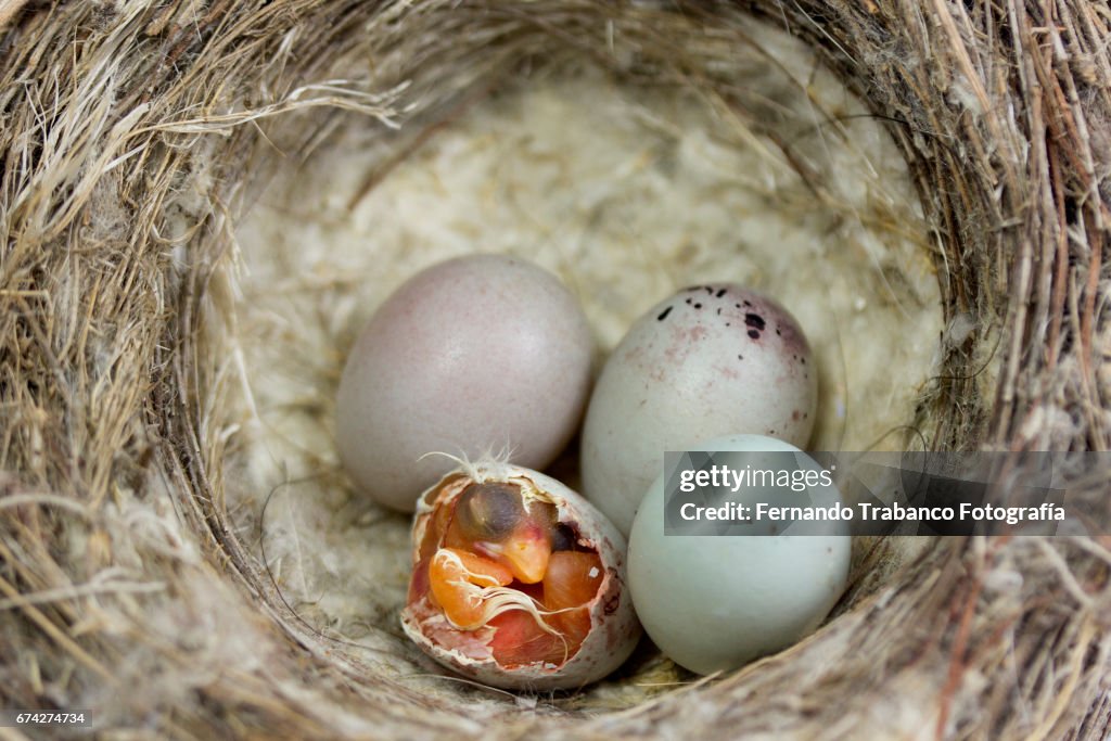 Small bird get out of the egg, animal birth be born