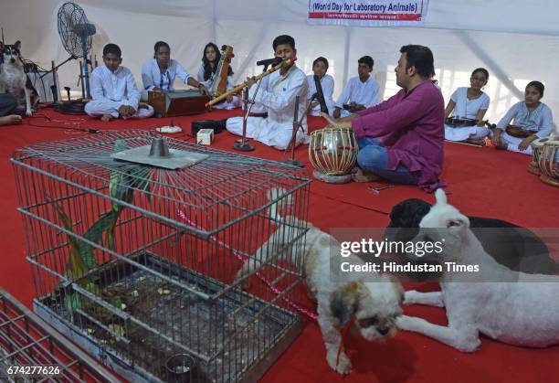 Artists perform for pets during an event organized on the occasion of World Day For Laboratories Animals at Malad, on April 24, 2017 in Mumbai,...