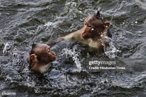 Monkeys enjoy in water at Upavan Lake during a hot day, on April 22, 2017 in Mumbai, India. Mumbai maintains its hot weather stature as the city...
