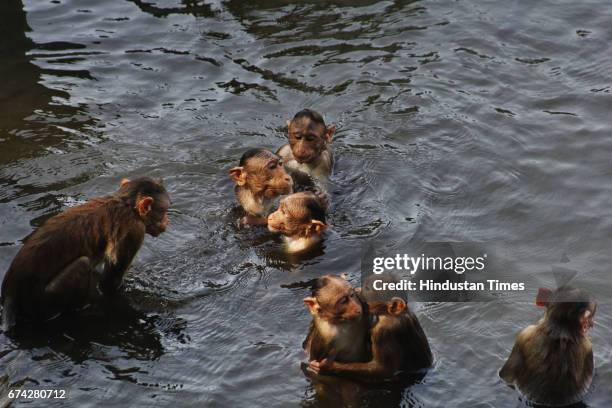 Monkeys enjoy in water at Upavan Lake during a hot day, on April 22, 2017 in Mumbai, India. Mumbai maintains its hot weather stature as the city...